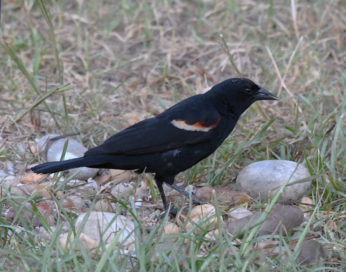 Red-winged Blackbird - David True