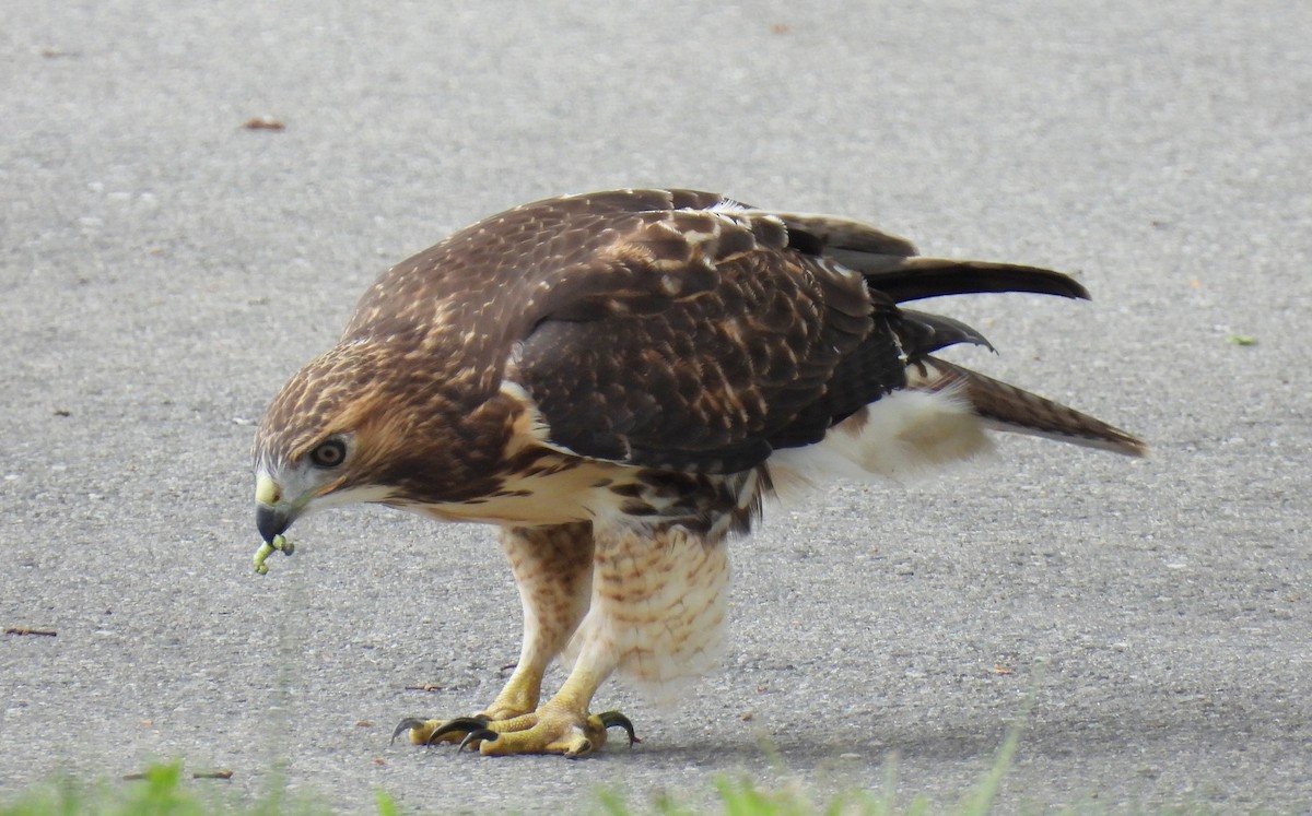 Rotschwanzbussard - ML620769185