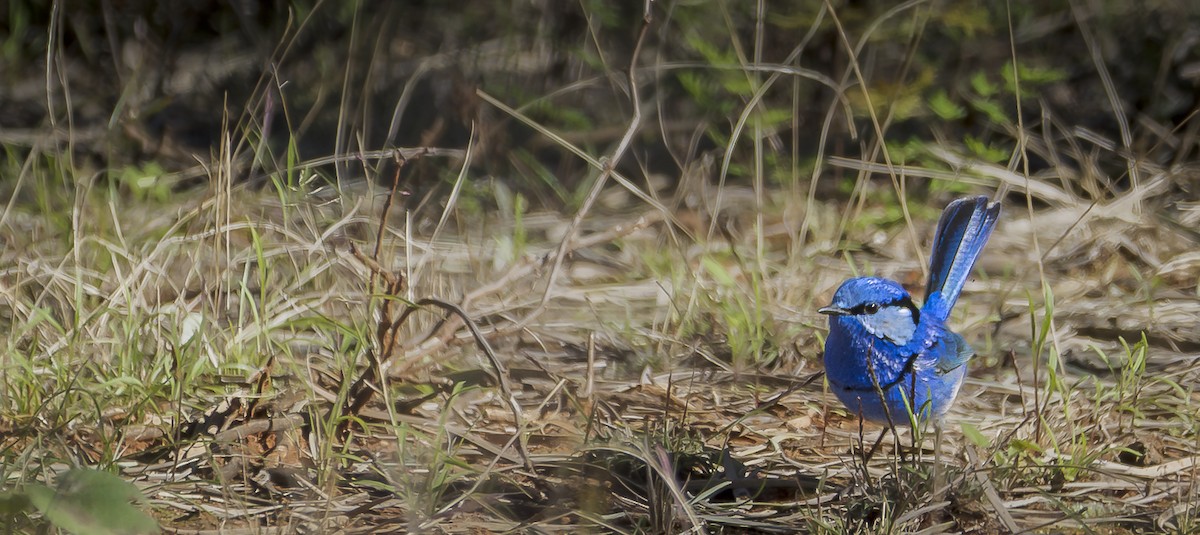 Splendid Fairywren - ML620769186