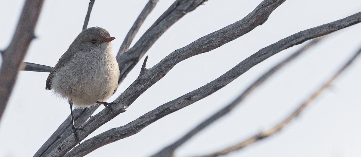 Splendid Fairywren - ML620769187