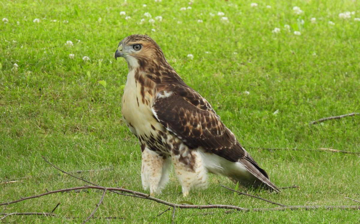 Red-tailed Hawk - ML620769192