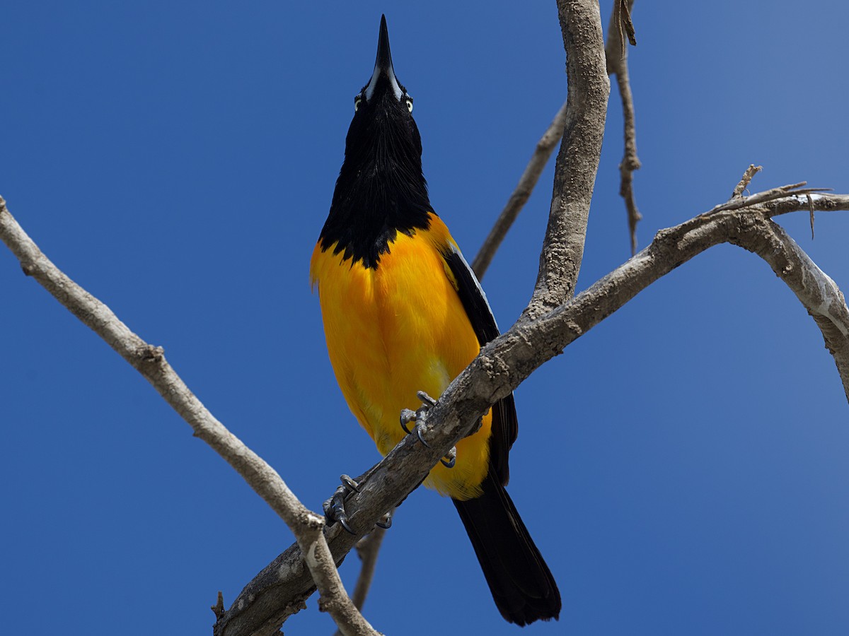 Venezuelan Troupial - ML620769197