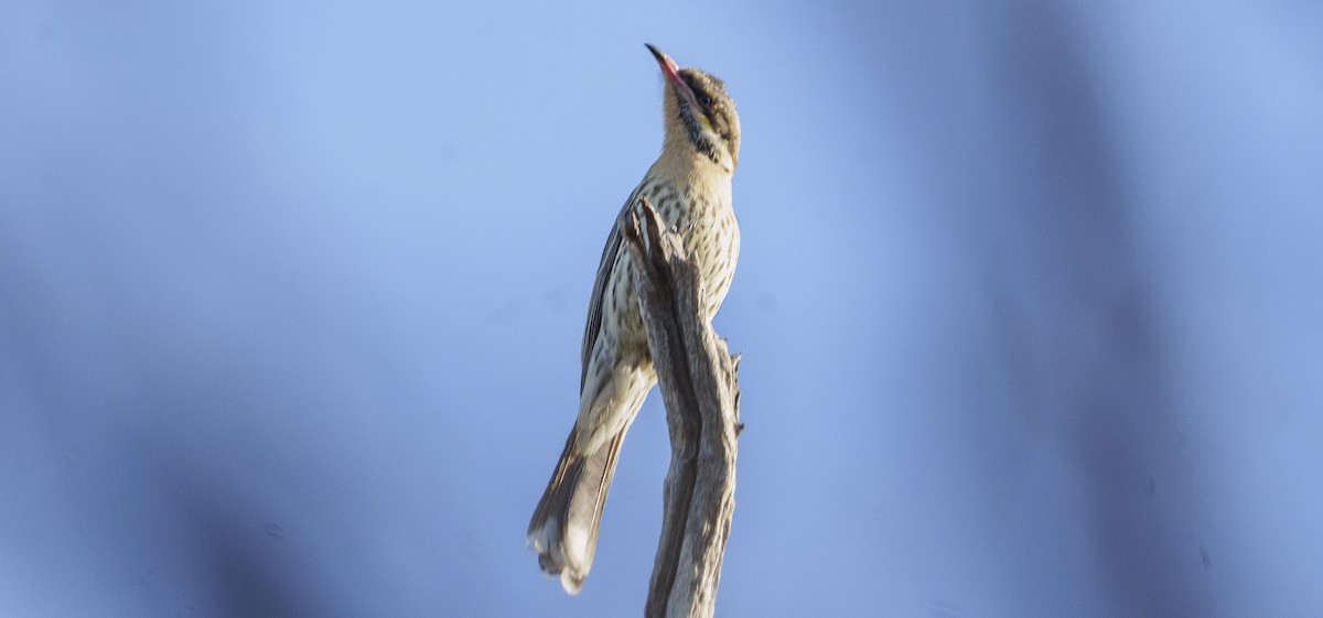 Spiny-cheeked Honeyeater - ML620769199