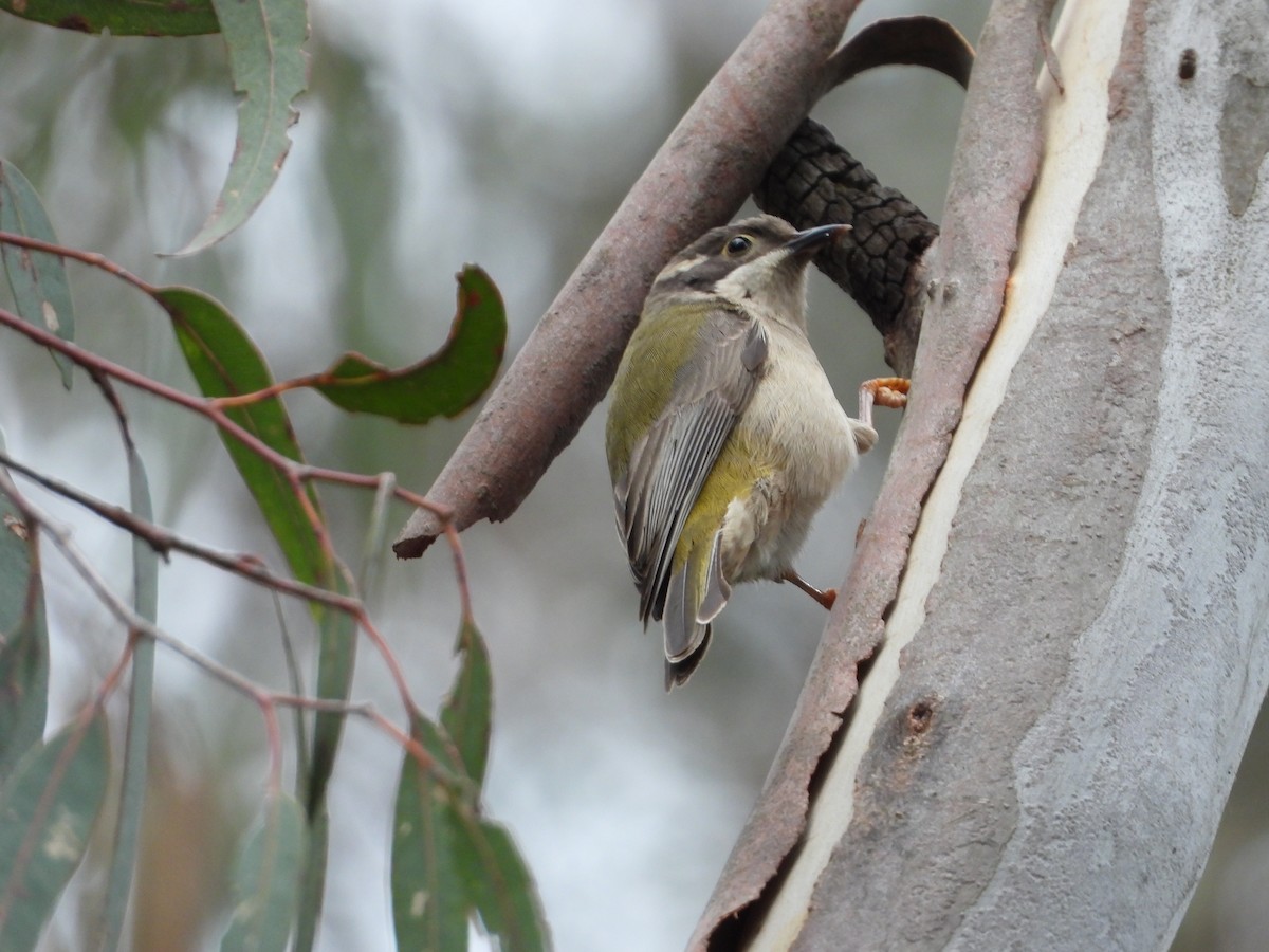 Brown-headed Honeyeater - ML620769200