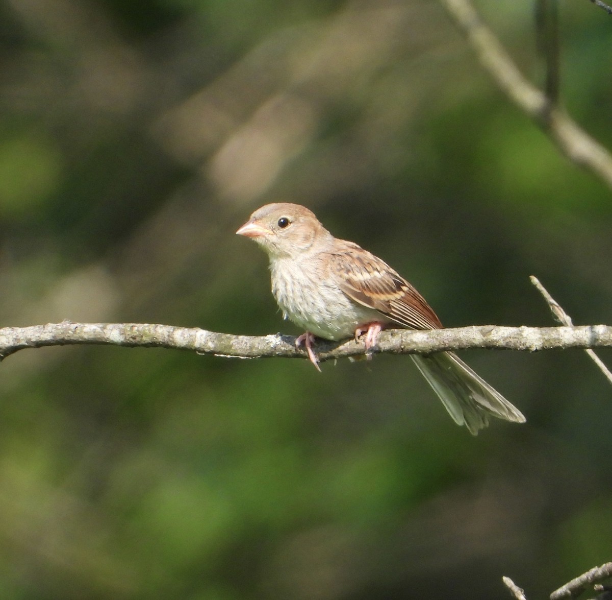 Field Sparrow - ML620769203
