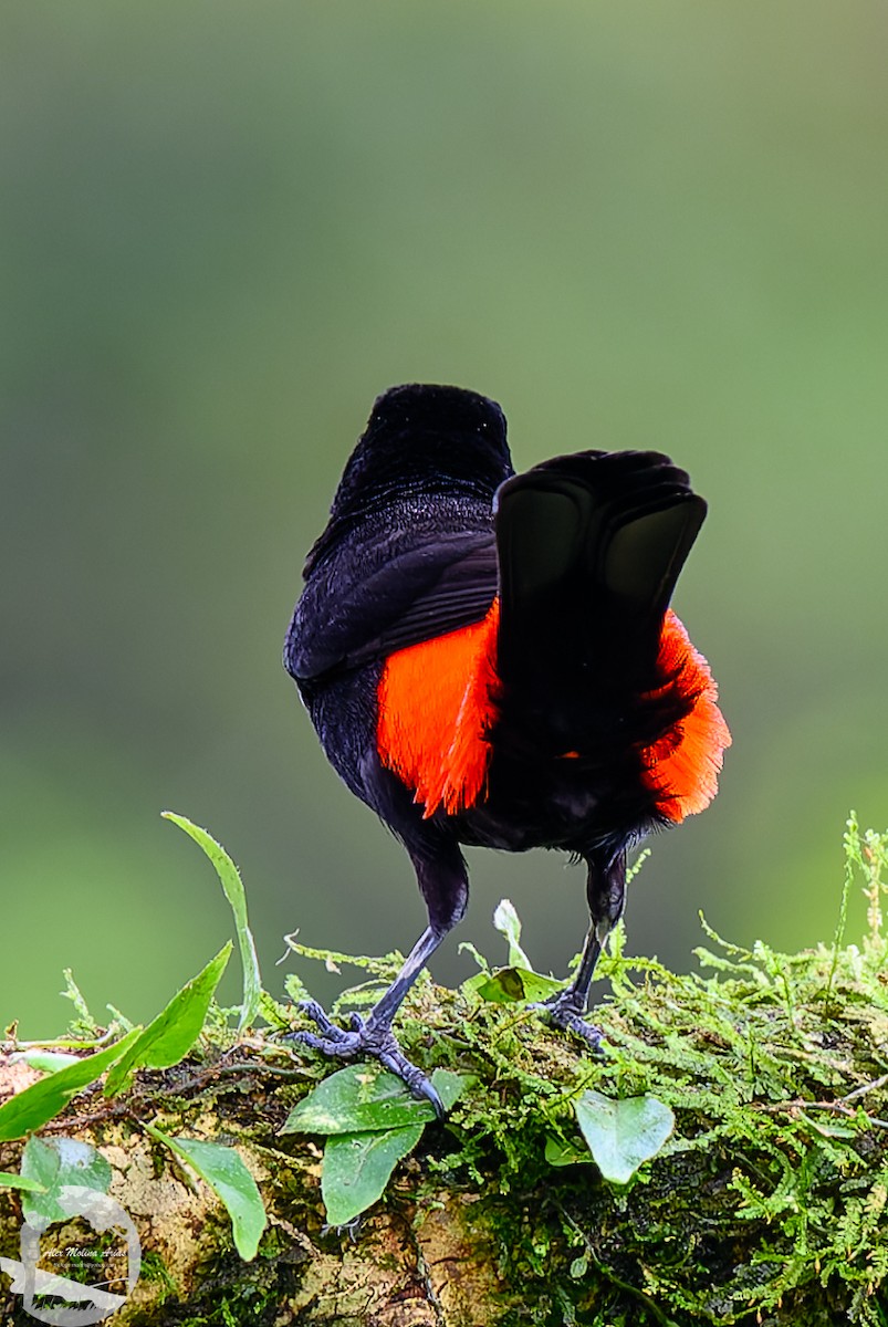 Scarlet-rumped Tanager - ML620769218