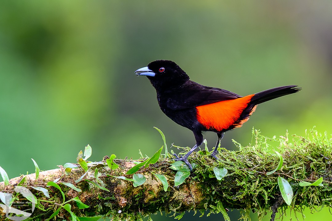 Scarlet-rumped Tanager - ML620769219