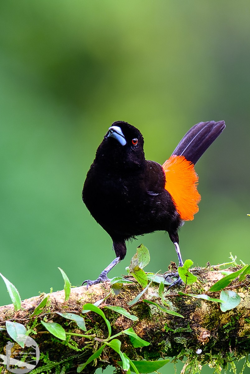 Scarlet-rumped Tanager - ML620769220