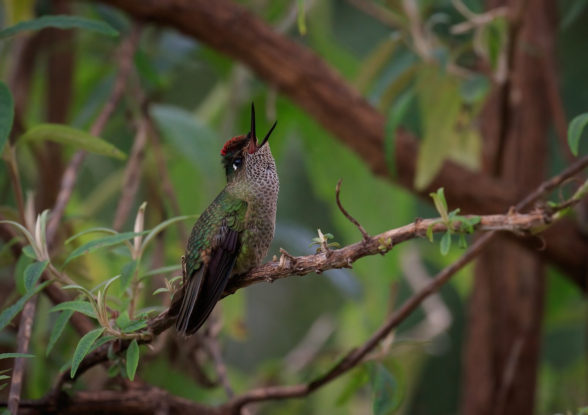 Green-backed Firecrown - ML620769221