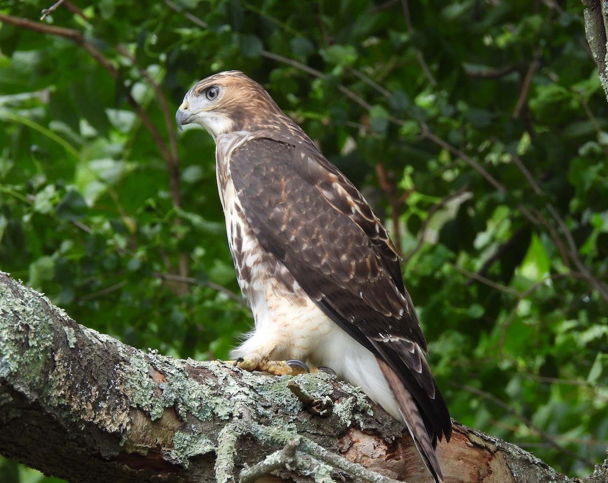 Red-tailed Hawk - Cristina Hartshorn