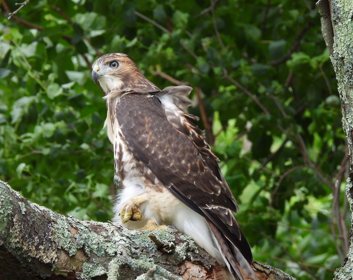 Red-tailed Hawk - ML620769232