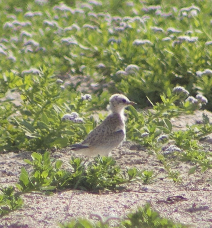 Least Tern - ML620769237