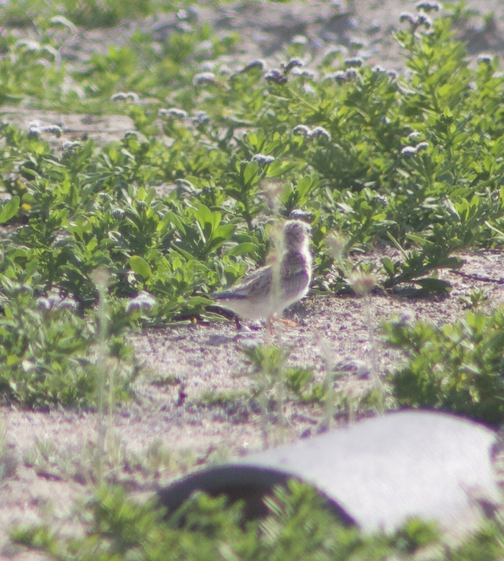 Least Tern - ML620769239