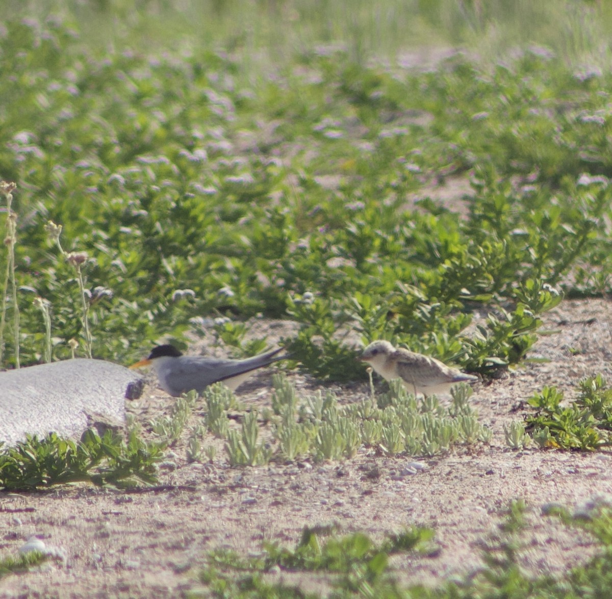 Least Tern - ML620769242