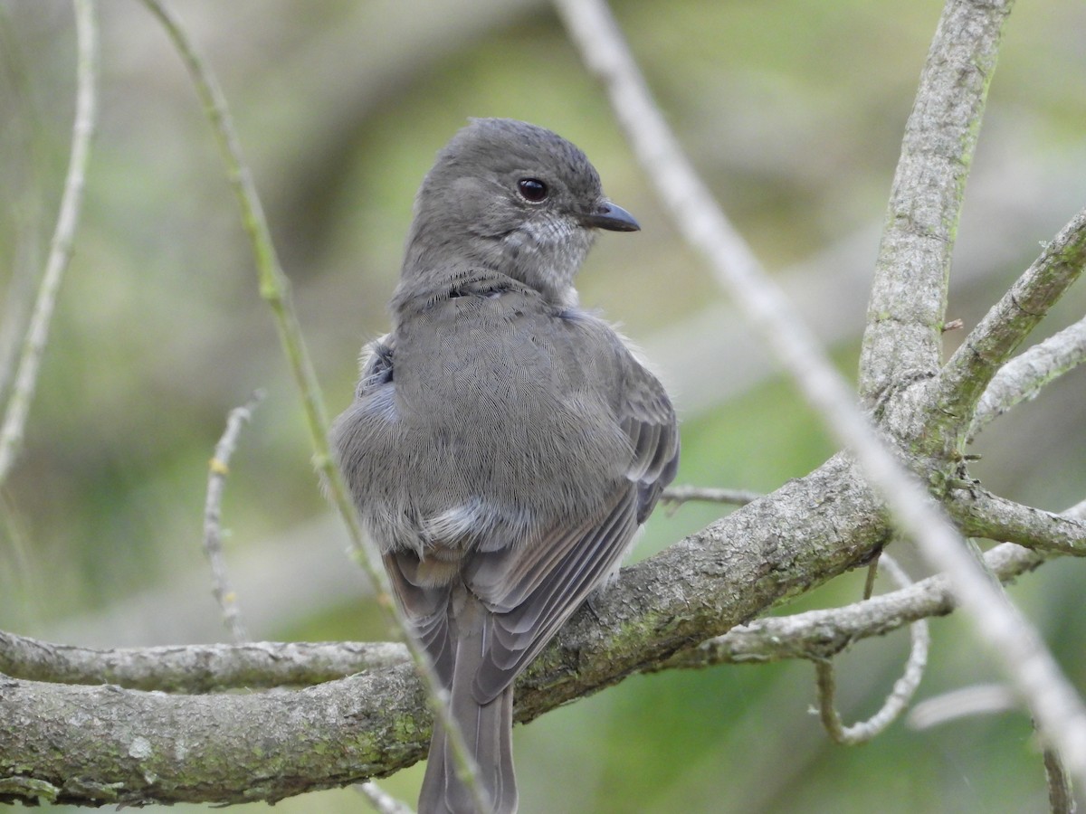 Golden Whistler - ML620769243