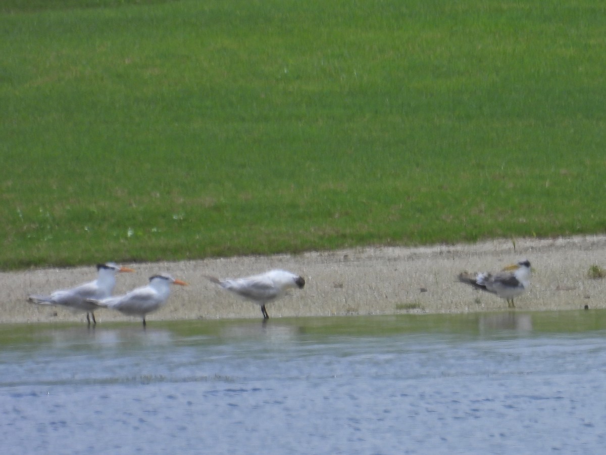 Royal Tern - ML620769246