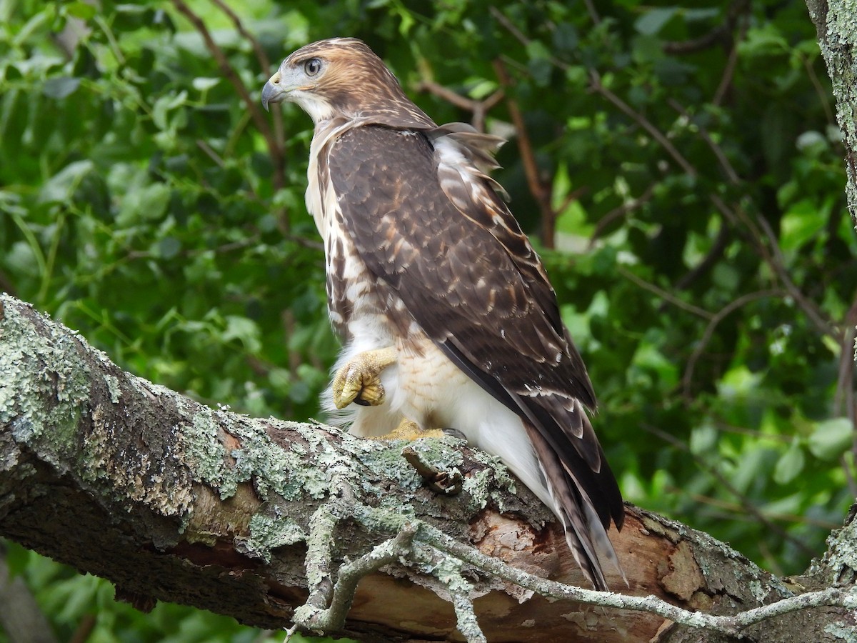 Red-tailed Hawk - ML620769247