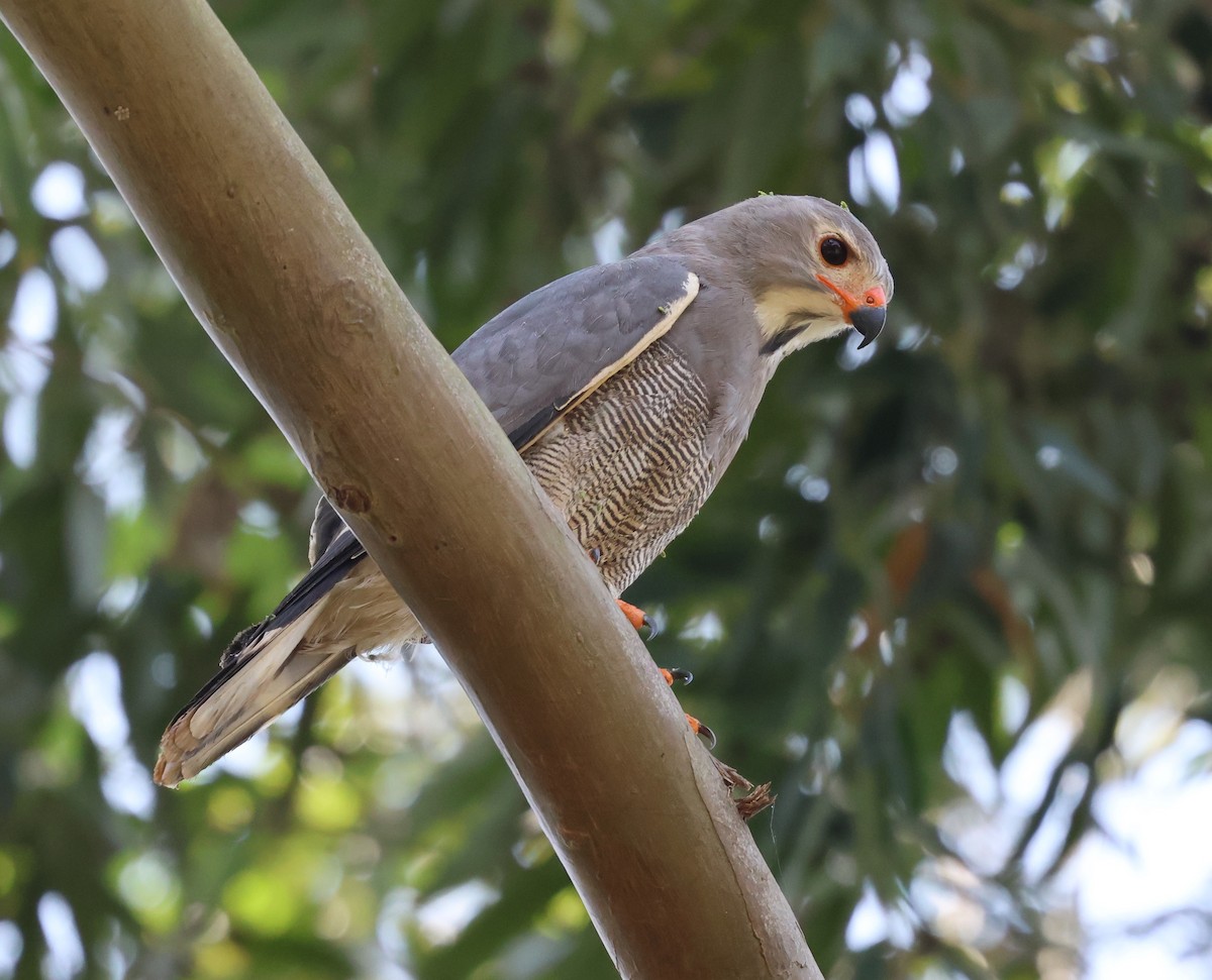 Lizard Buzzard - ML620769249