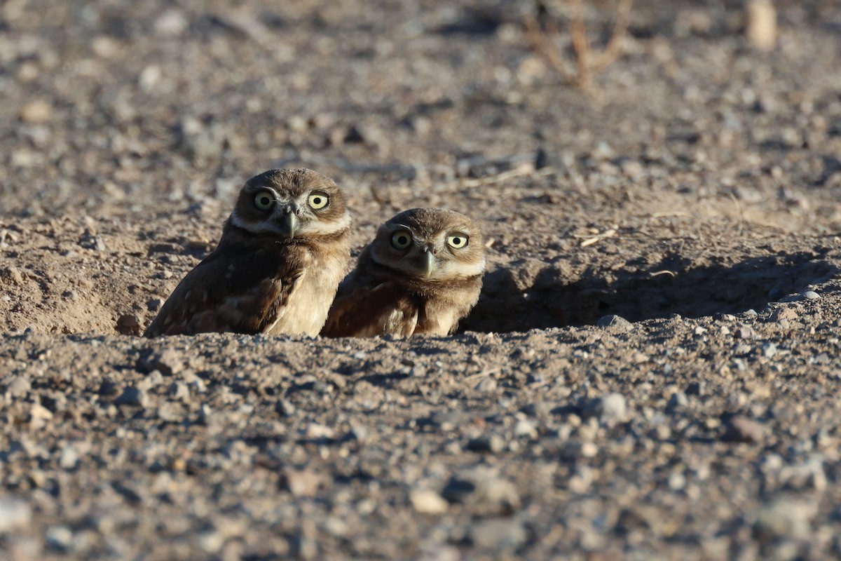 Burrowing Owl - ML620769251