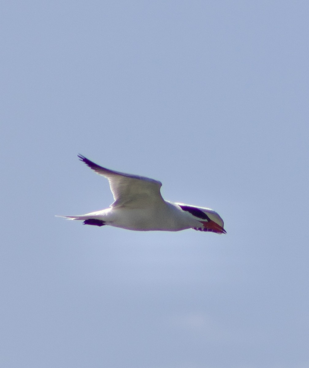 Caspian Tern - ML620769253