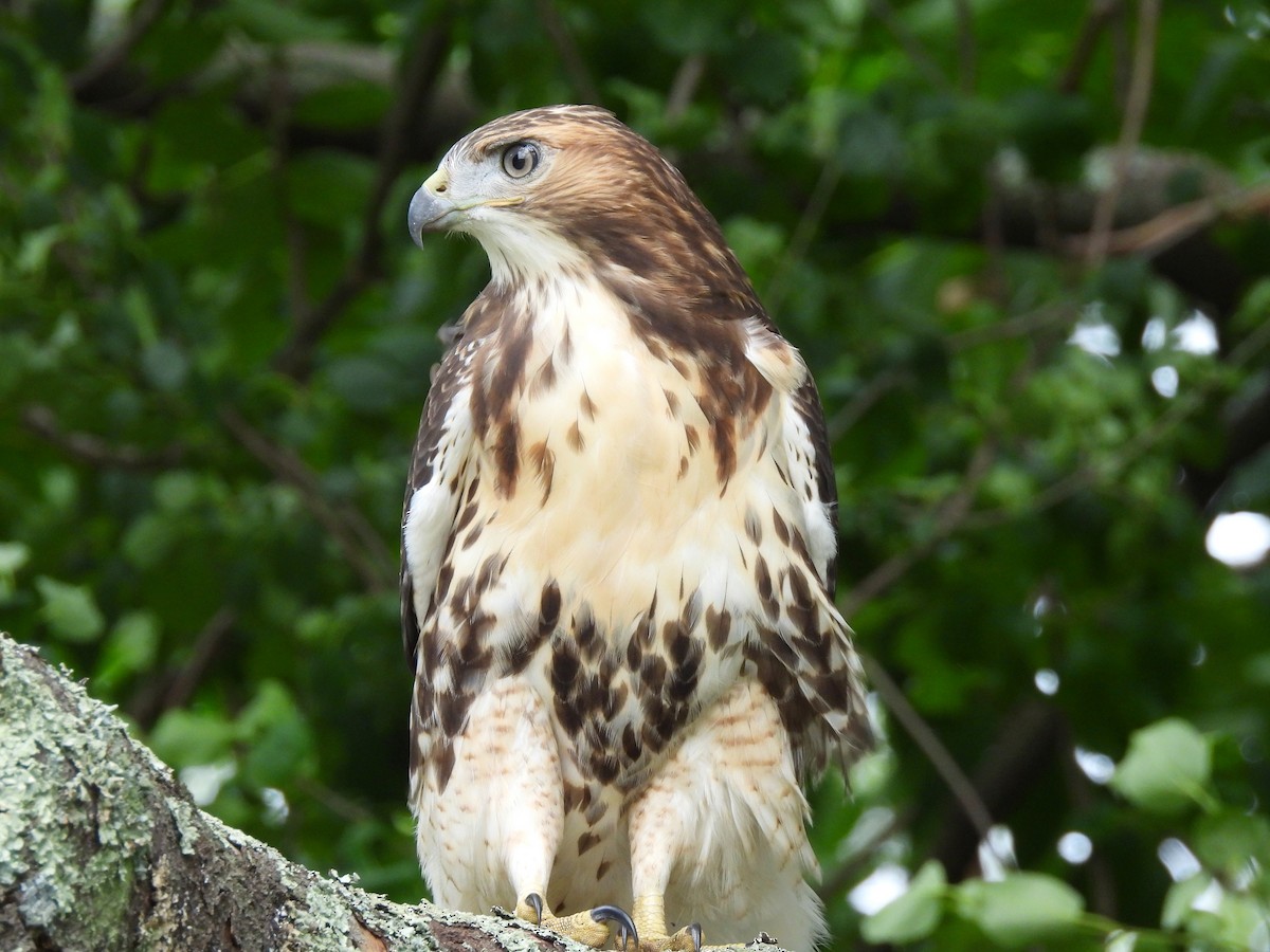 Red-tailed Hawk - ML620769254