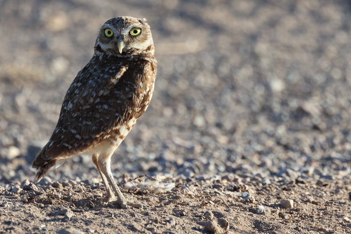 Burrowing Owl - ML620769255