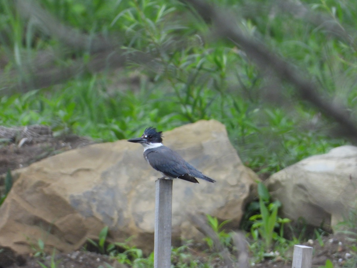 Belted Kingfisher - inga schmidt