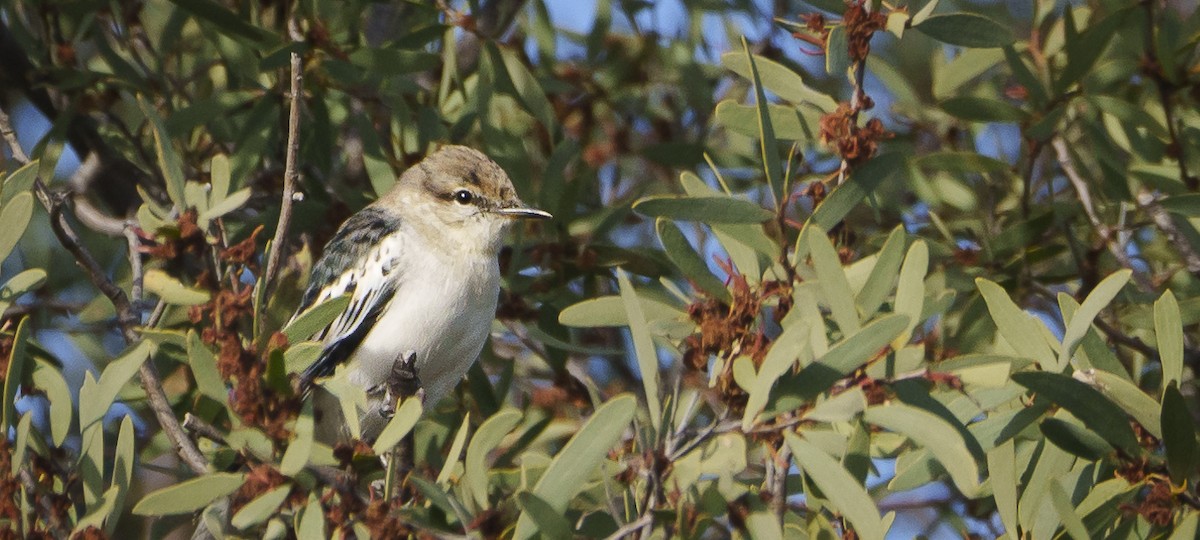 White-winged Triller - ML620769260