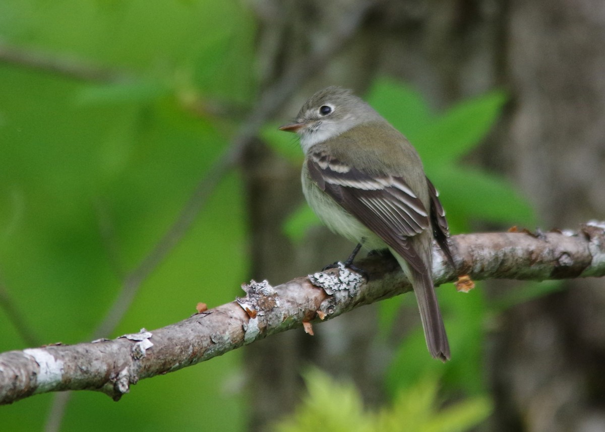 Least Flycatcher - ML620769263