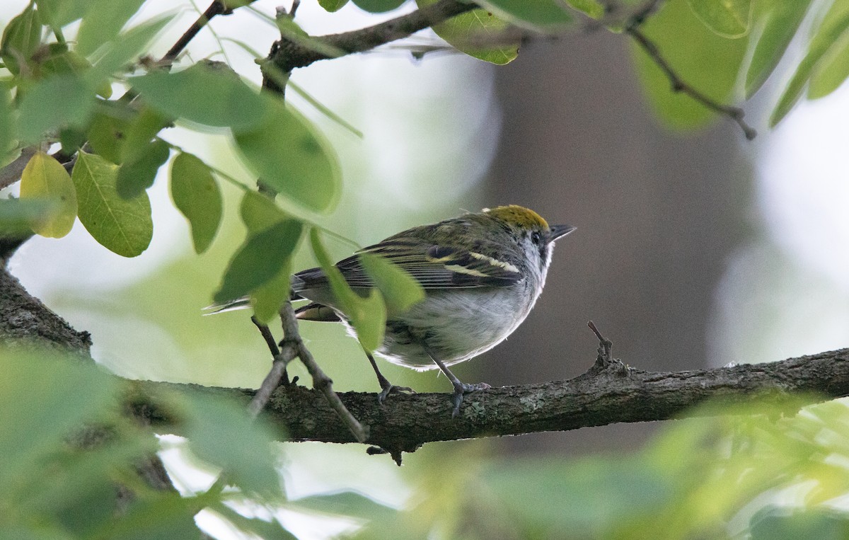 Chestnut-sided Warbler - ML620769264