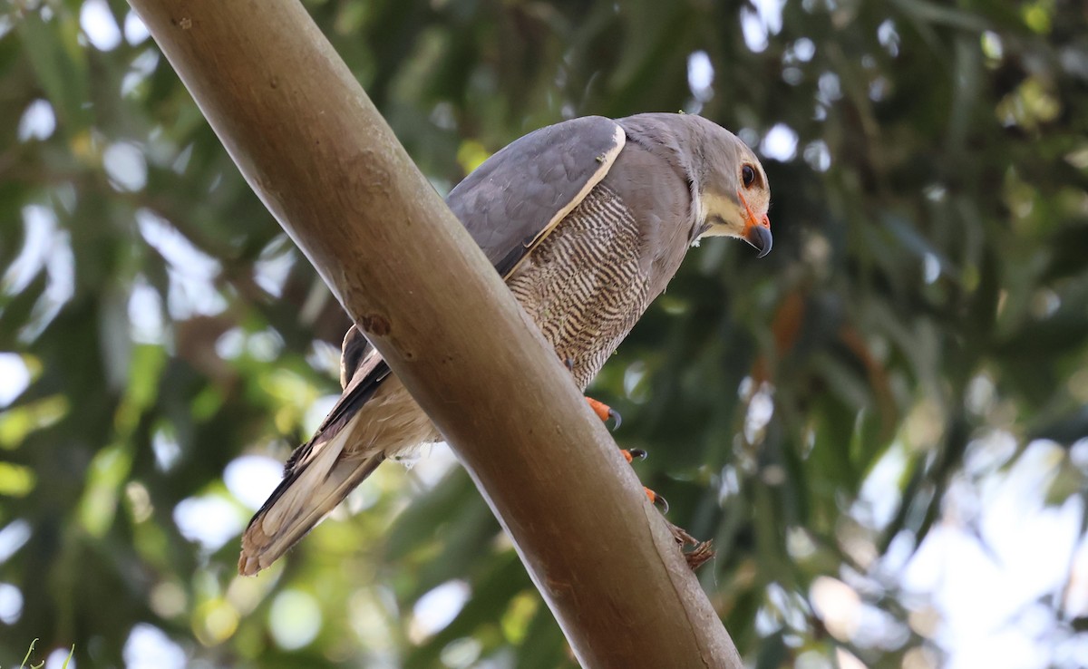 Lizard Buzzard - ML620769265