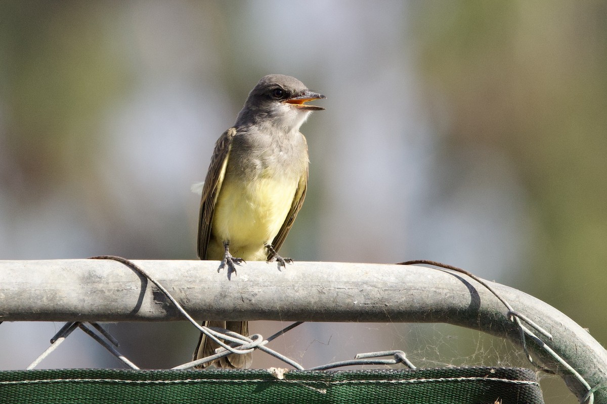 Cassin's Kingbird - ML620769269