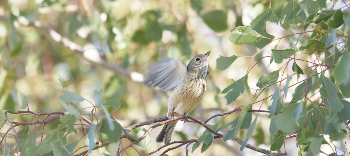 Rufous Whistler - ML620769273