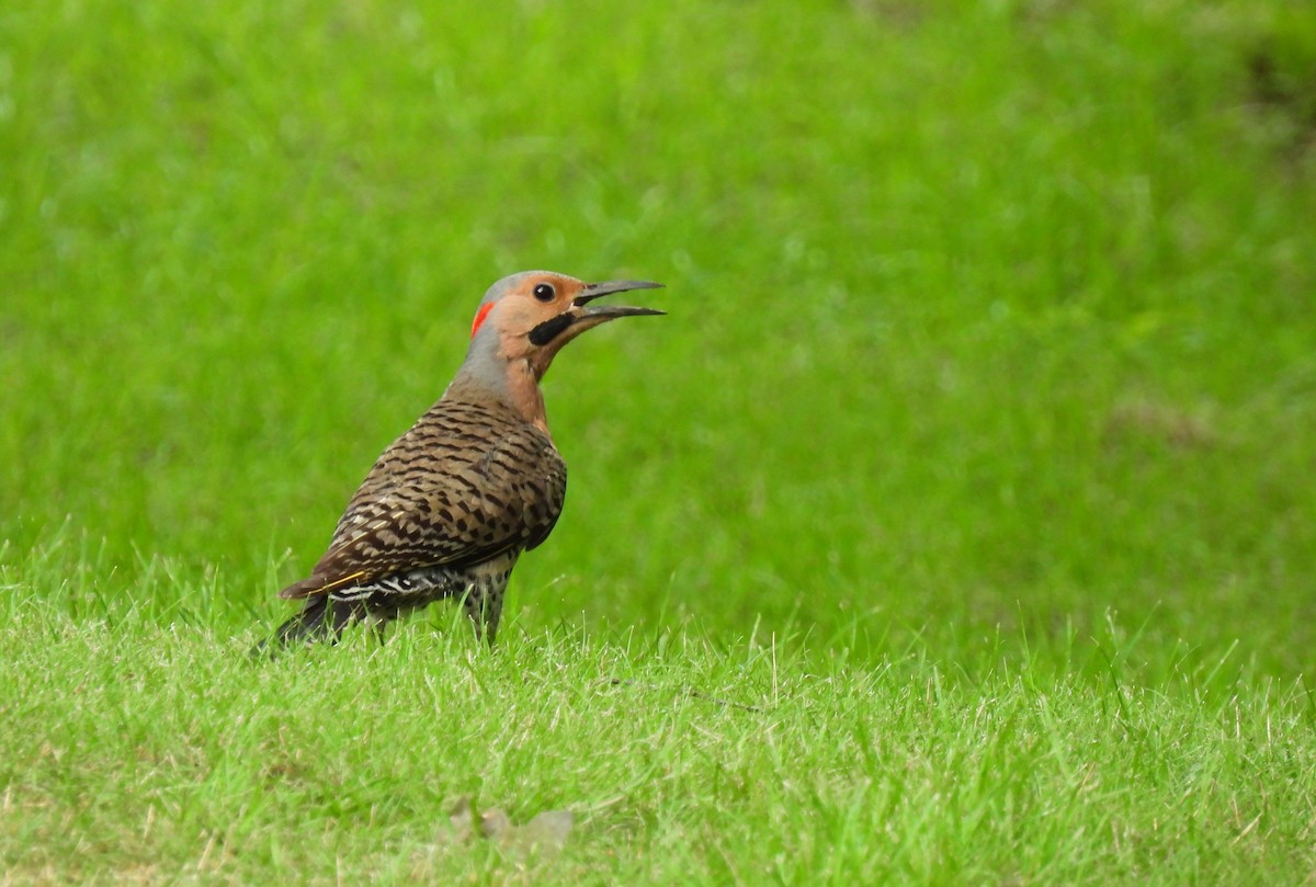 Northern Flicker - ML620769275