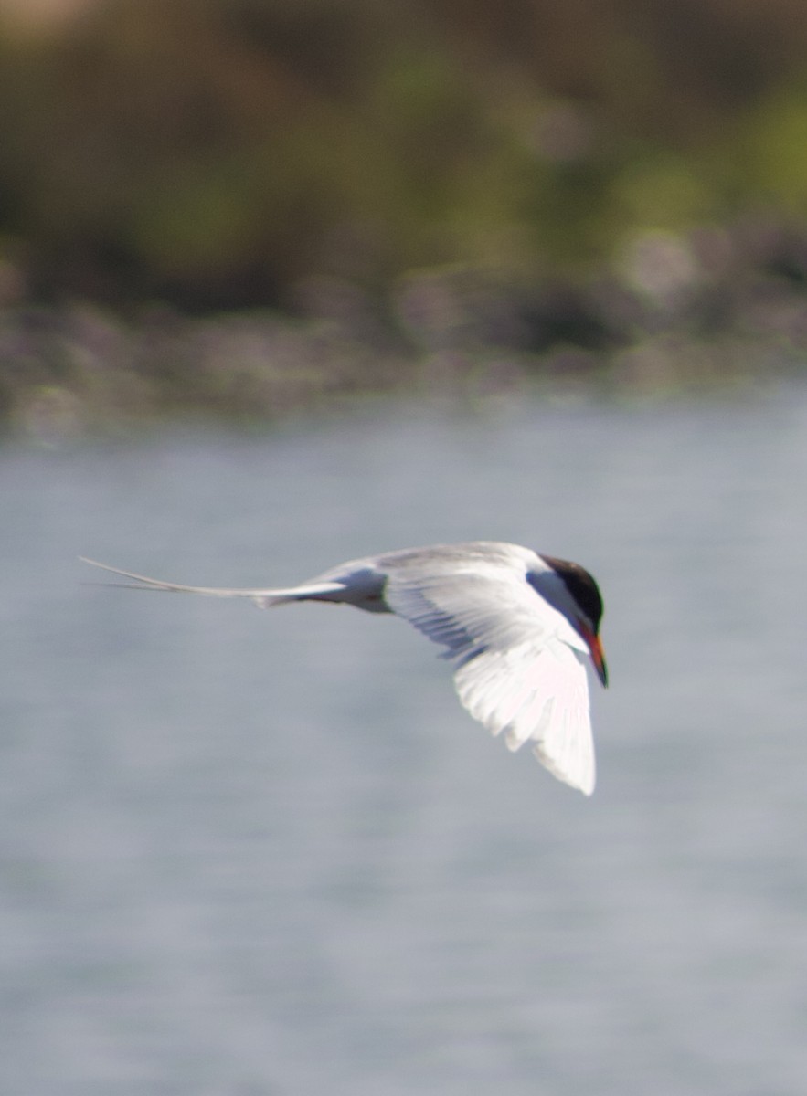 Forster's Tern - ML620769277