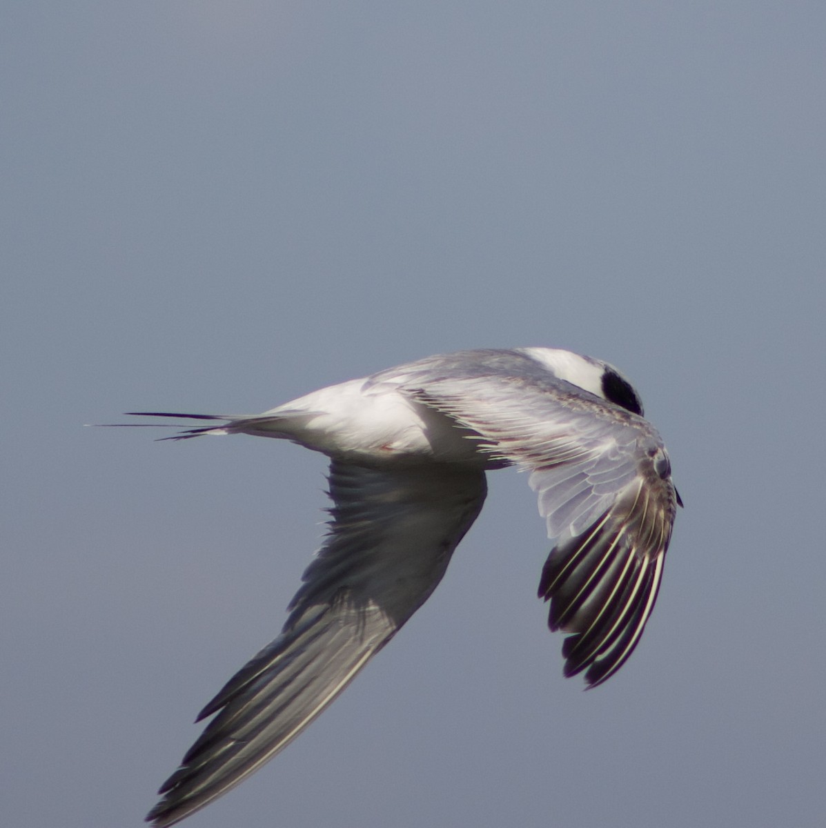 Forster's Tern - ML620769278