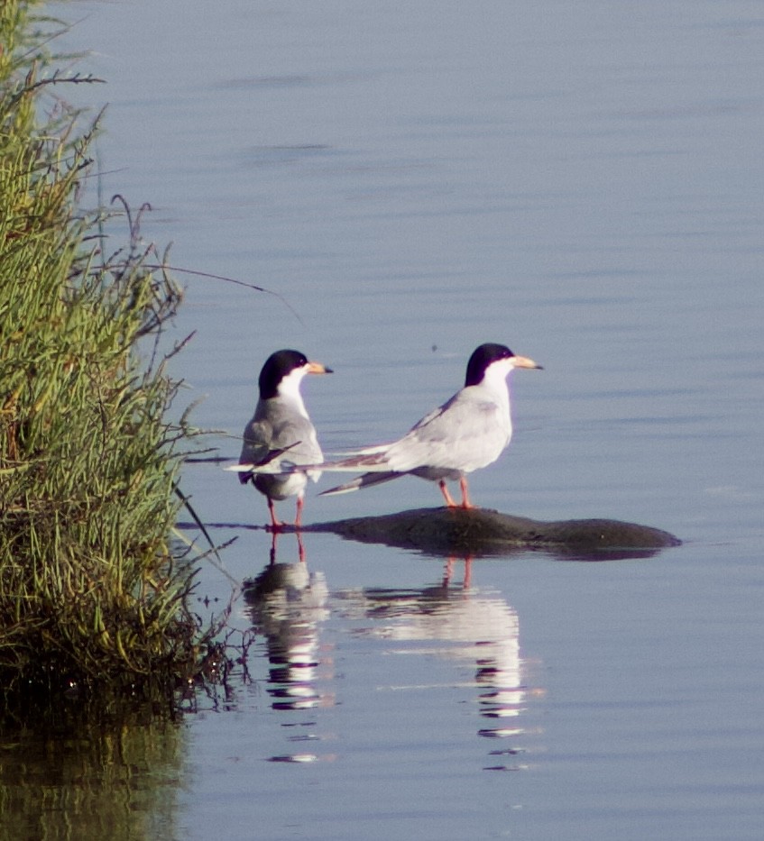 Forster's Tern - ML620769279