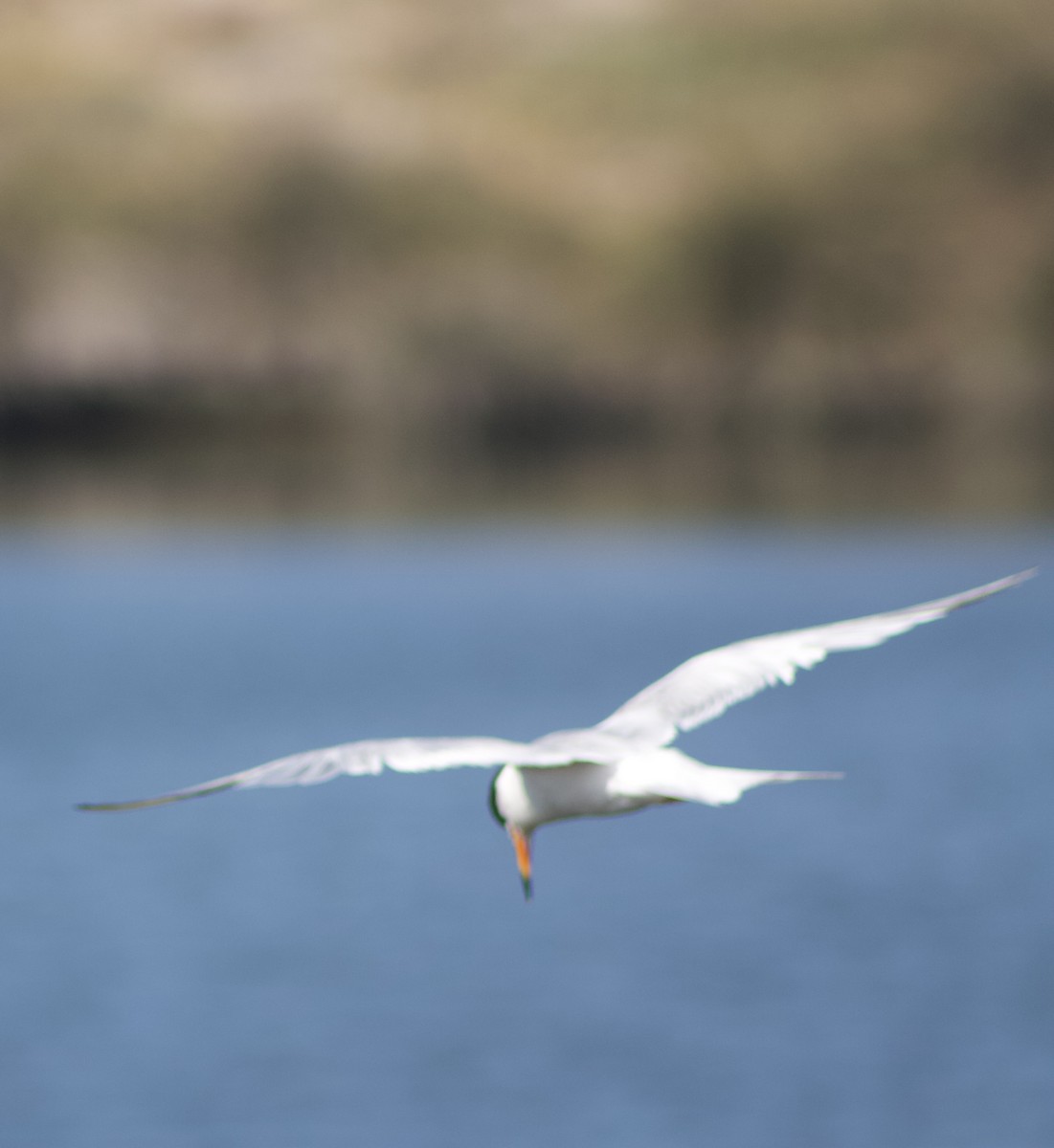 Forster's Tern - ML620769280