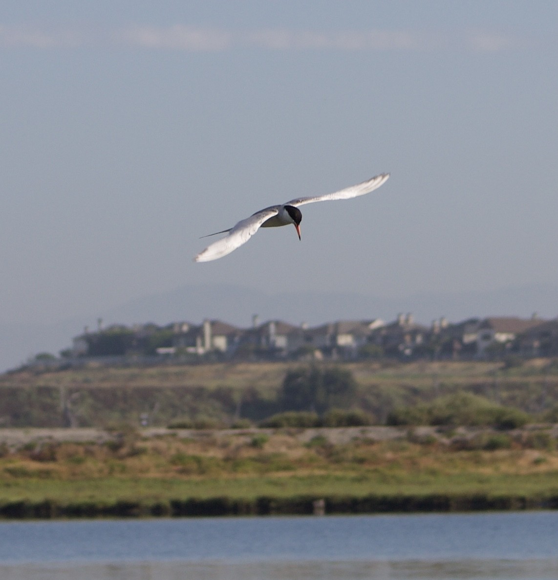 Forster's Tern - ML620769281