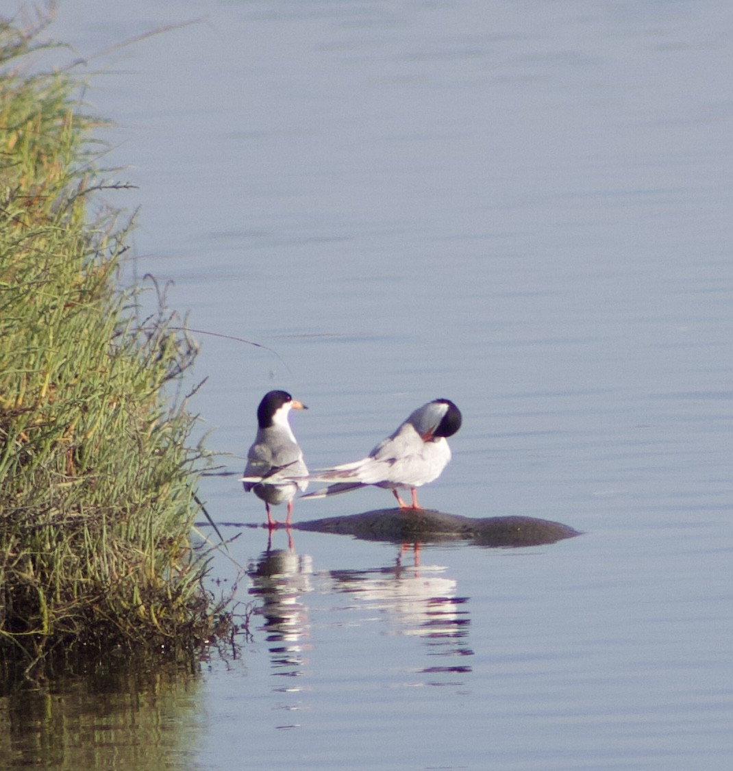 Forster's Tern - ML620769283