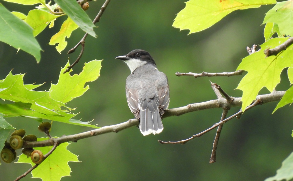 Eastern Kingbird - ML620769284