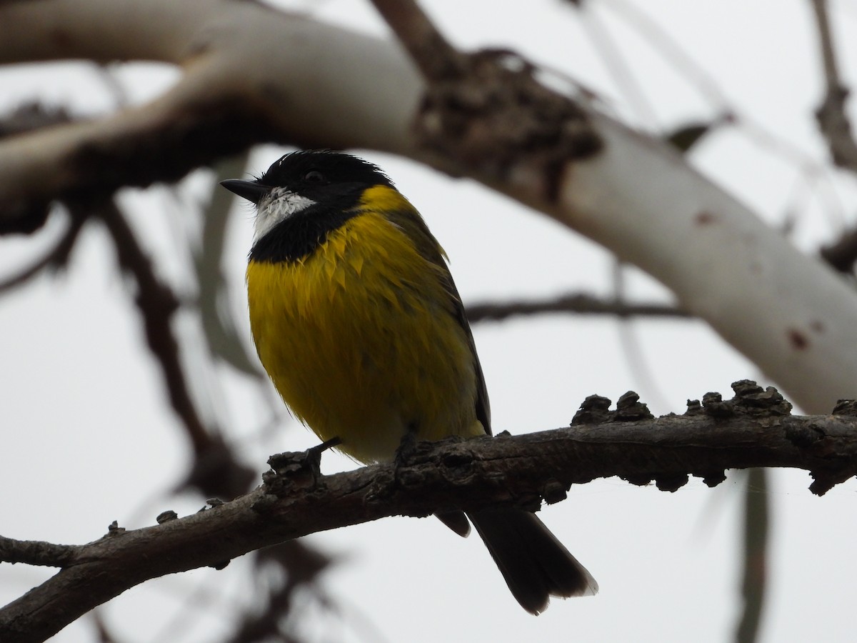 Golden Whistler - ML620769287