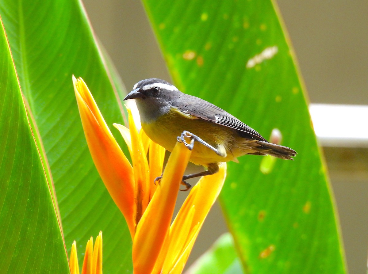 Bananaquit - ML620769289