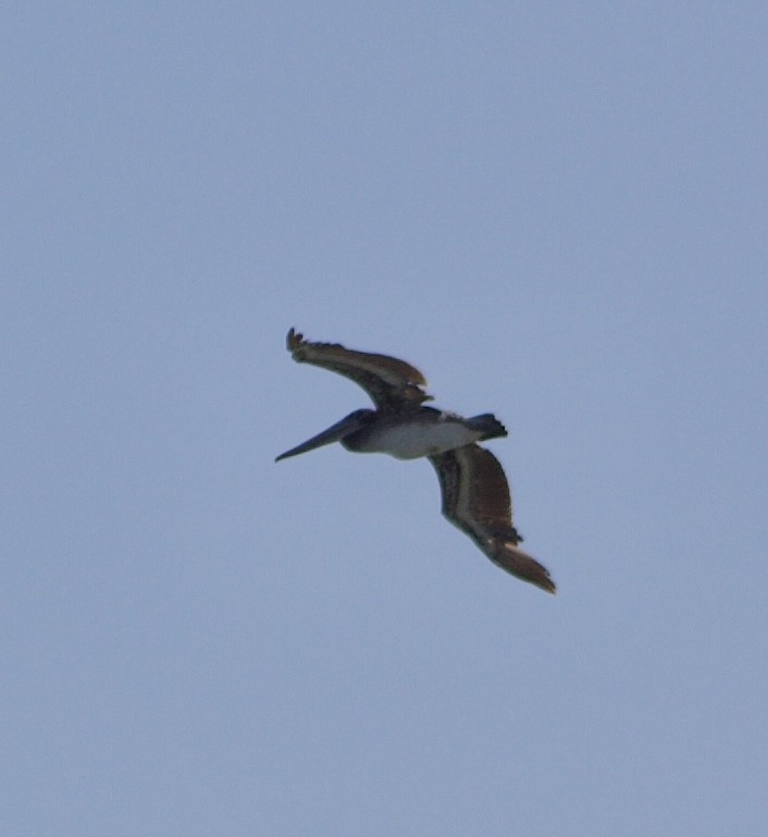 Brown Pelican - ML620769293