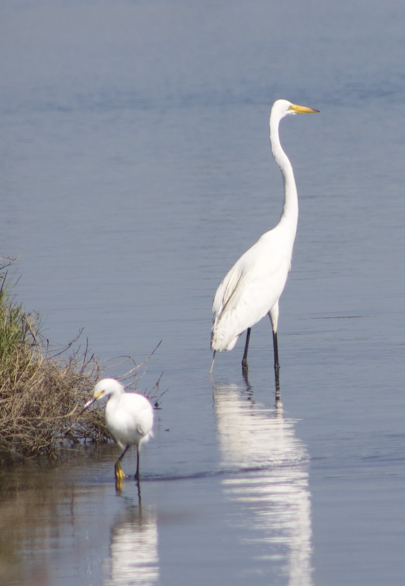 Great Egret - ML620769297