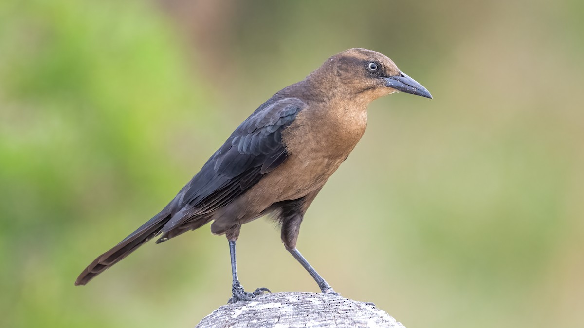 Great-tailed Grackle - ML620769300