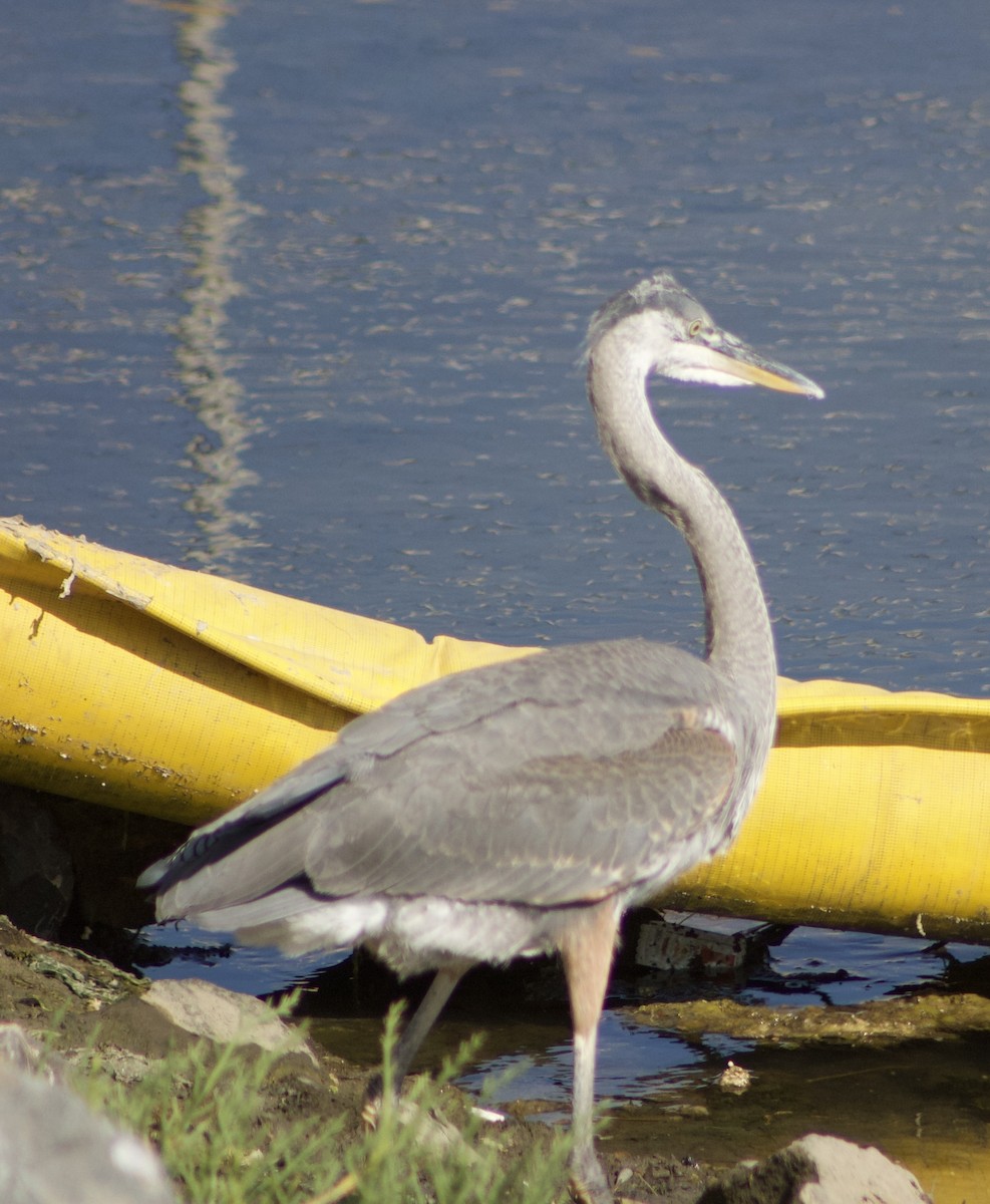 Great Blue Heron - ML620769303