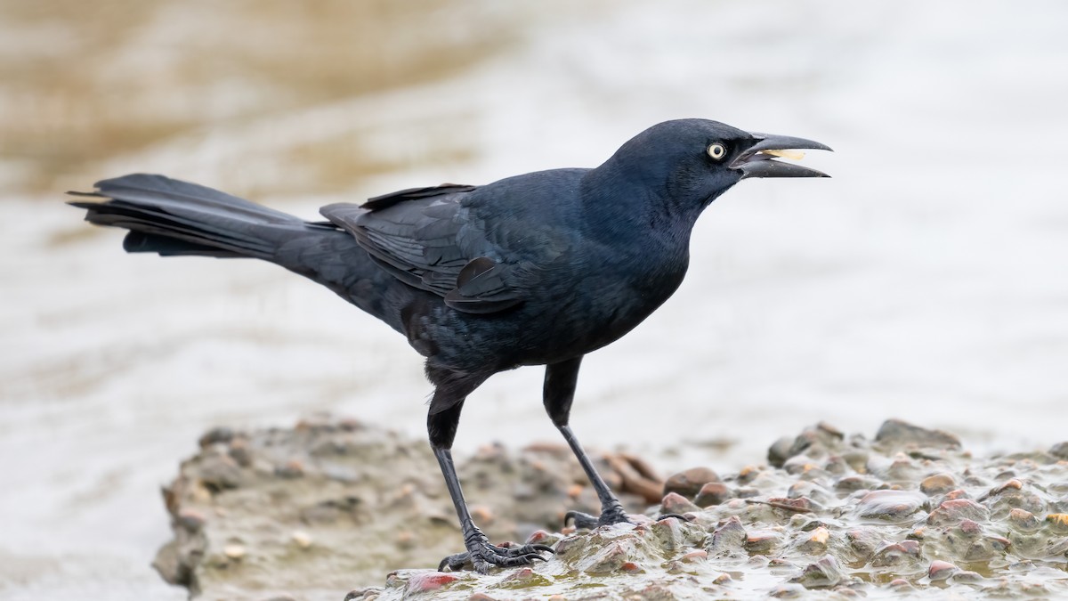 Great-tailed Grackle - ML620769306