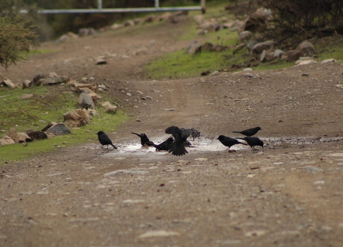 Austral Blackbird - ML620769309