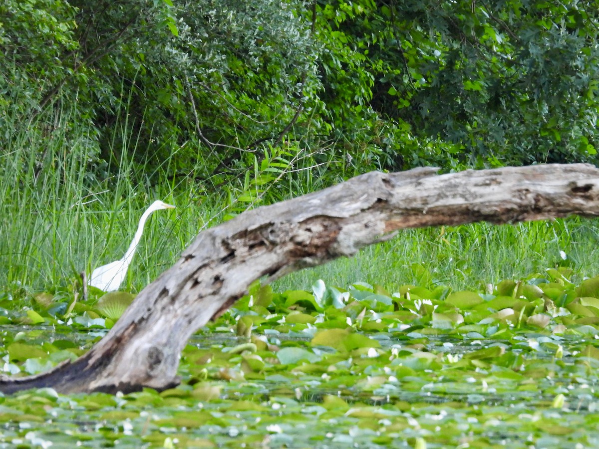 Great Egret - ML620769313